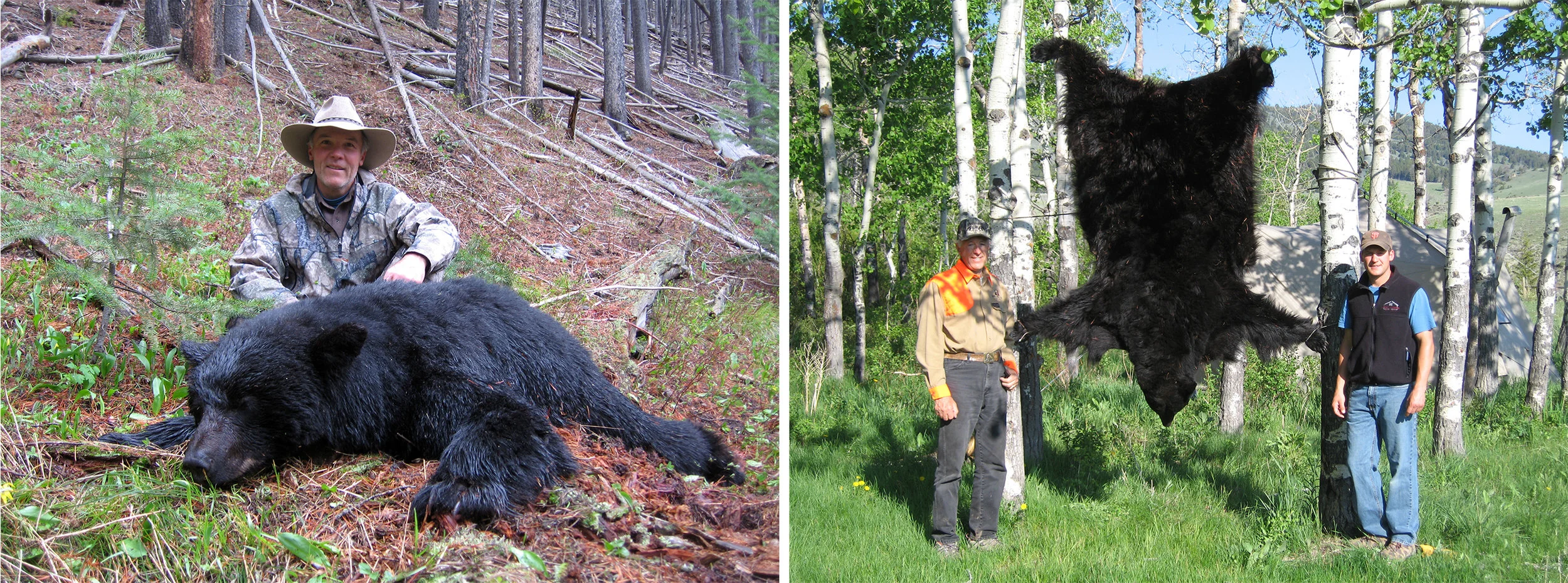 LEFT: My hunting partner, Bill Wilson of Missoula, MT, took this exceptional black bear while hunting with me in the spring of 2011. RIGHT: Mark Edgell, of Missoula, MT, took this exceptional bear near an elk calving area in Central Montana. This was his first spring black bear and will be a lifetime memory for him and his family.