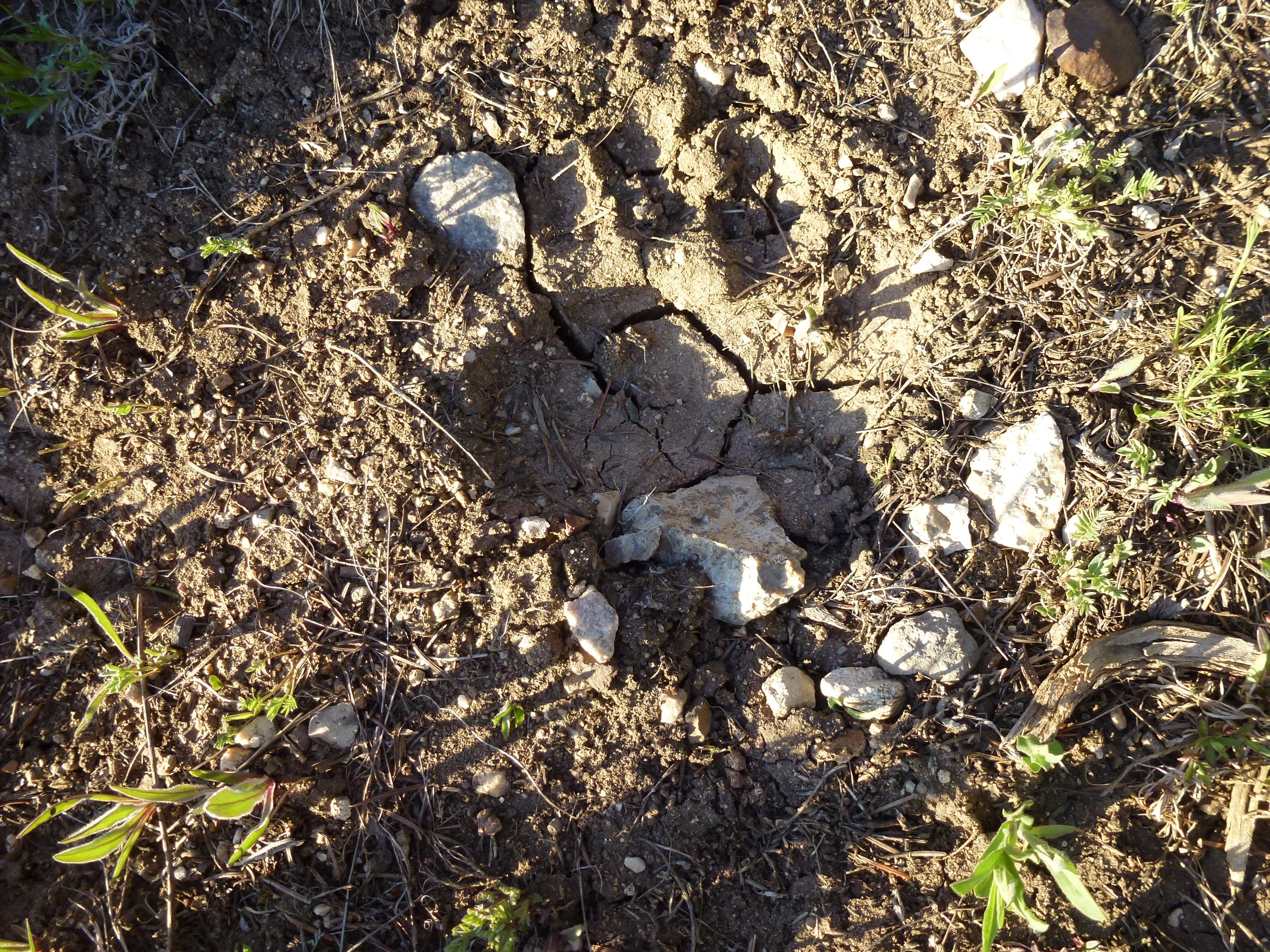Bear tracks in the mud are easily identifiable and often not difficult to find as bears will often use game trails and ridgelines to travel from place to place.