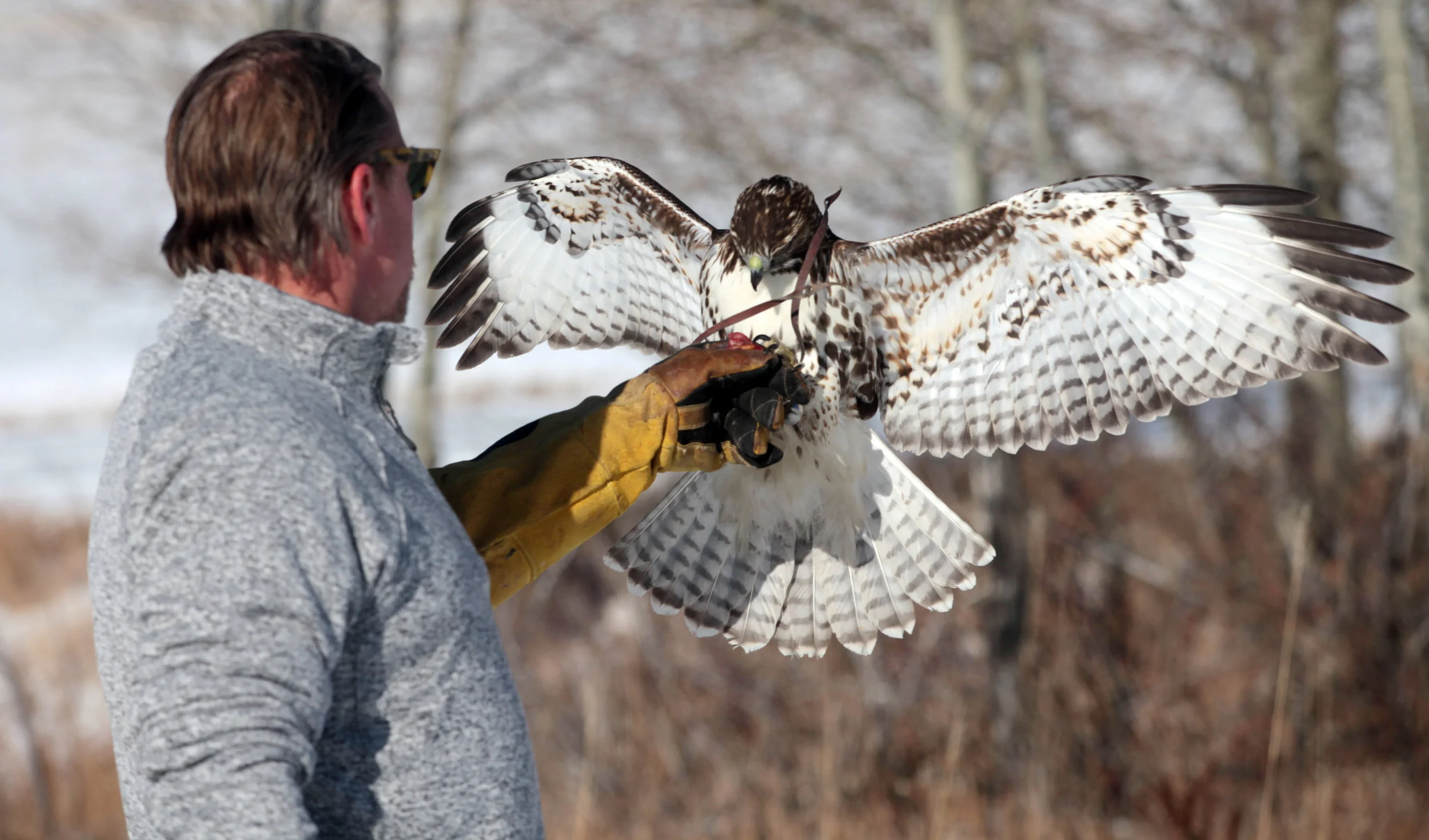Joby Sabol and OZ, a red-tailed hawk demonstrate their teamwork on Sabol’s property off Bridger Road near Bozeman last winter.