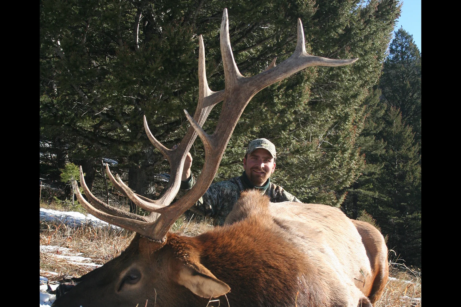 122106MatzingerBull_large.jpg