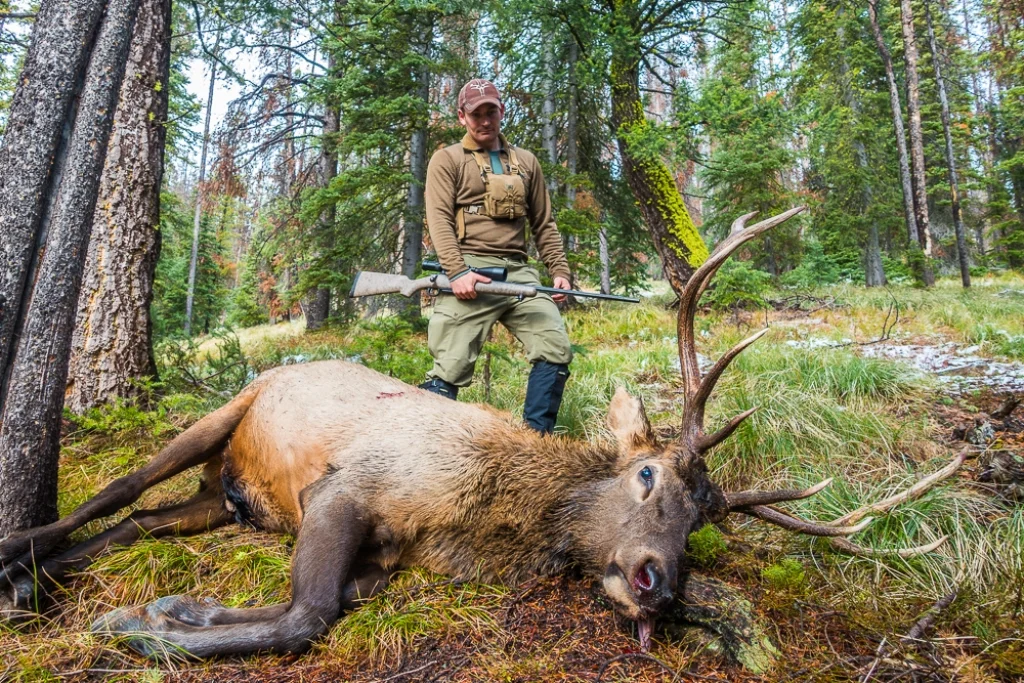 Montana bull taken with a Cooper model 52 in 7mm Remington Magnum