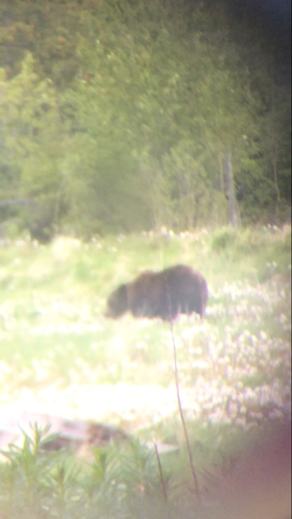 This is a mature boar. Note the big blocky head, small ears, large hump and thick neck that blends into the shoulders.