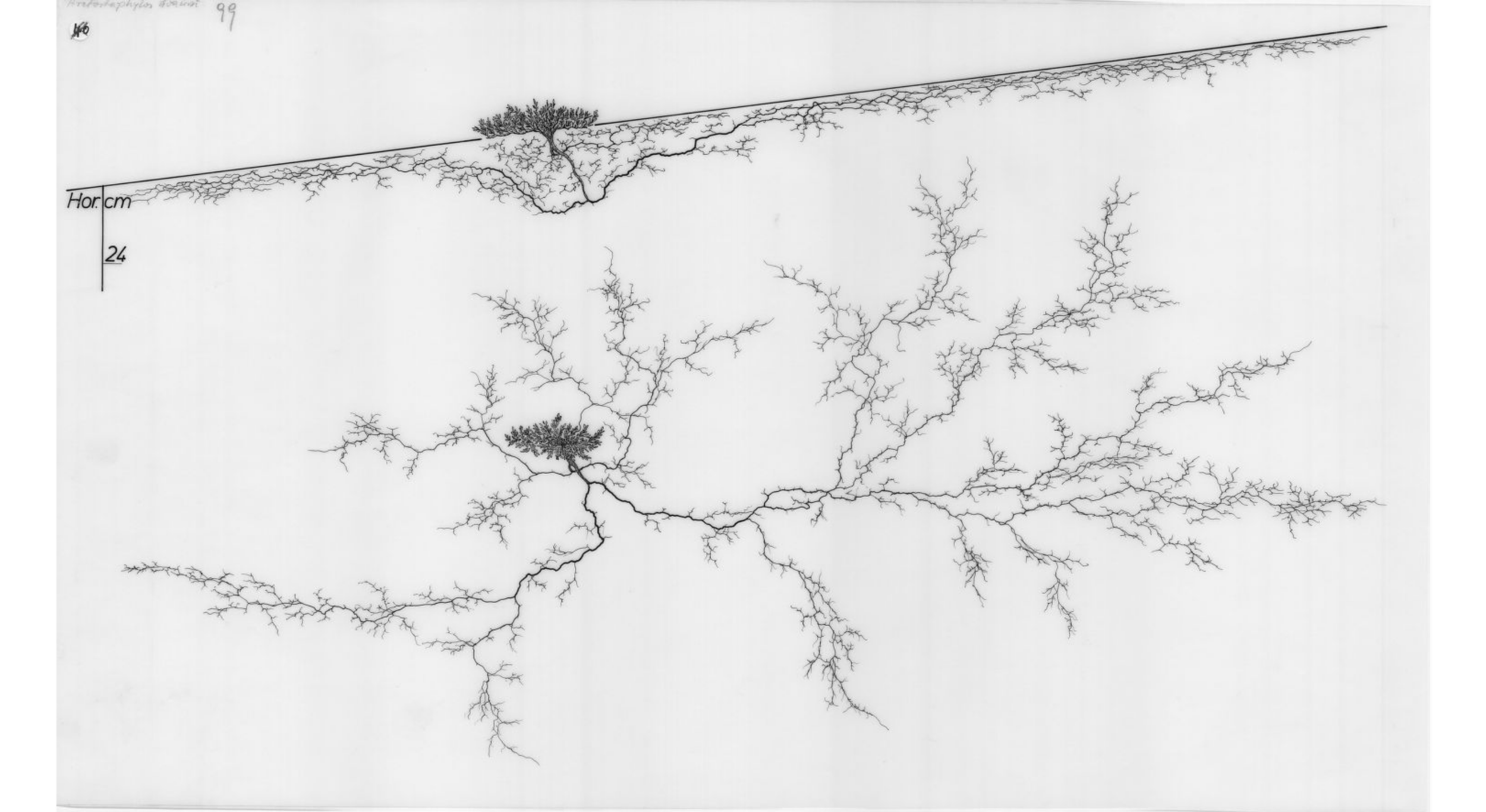 Le Parloir des plantes