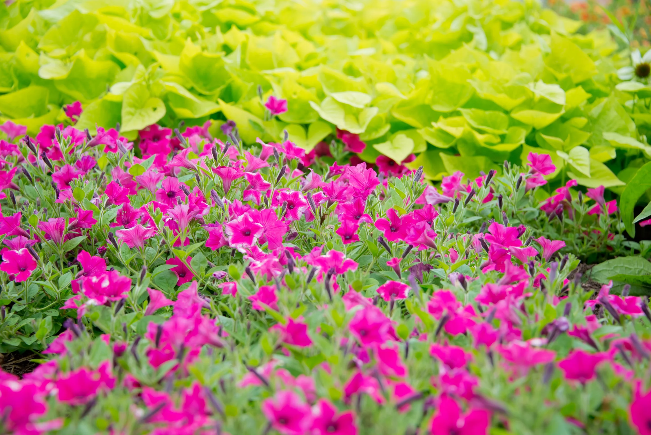GardenEvent_Photos_Tiffany_012.jpg