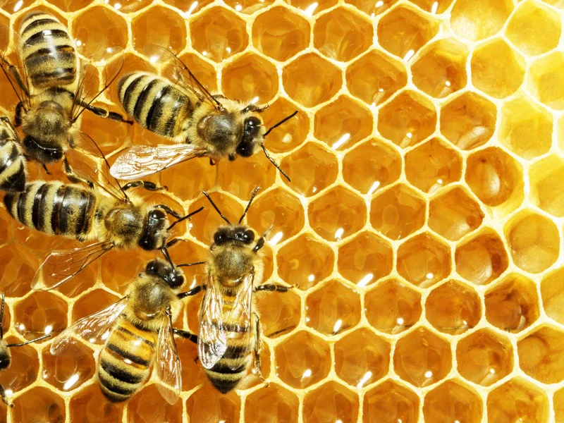 MarchBees_AdobeStock_50392142.jpg