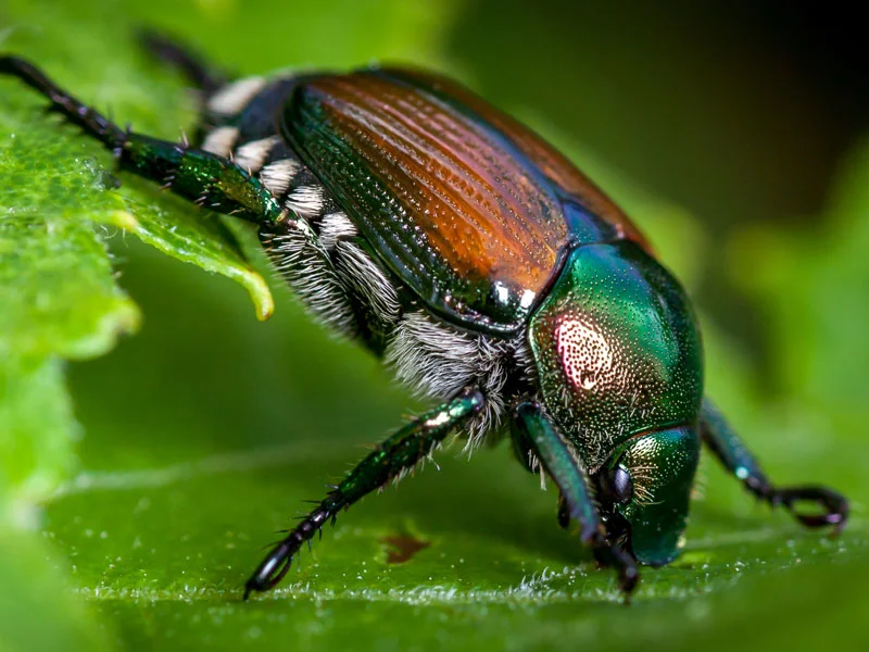 BugLeaf_May_AdobeStock_114816558.jpg