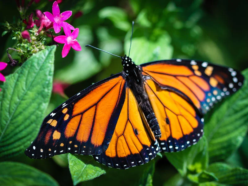 Monarch-AdobeStock_70524105.jpg
