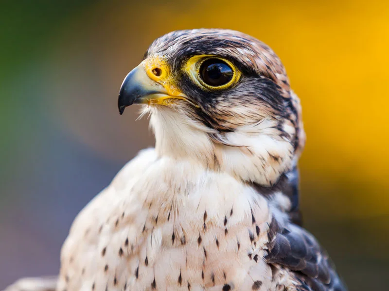 NovPrey_AdobeStock_70794477.jpg