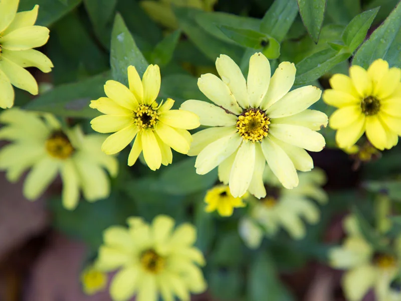 MAYPlantapalooza_AdobeStock_86534364.jpg