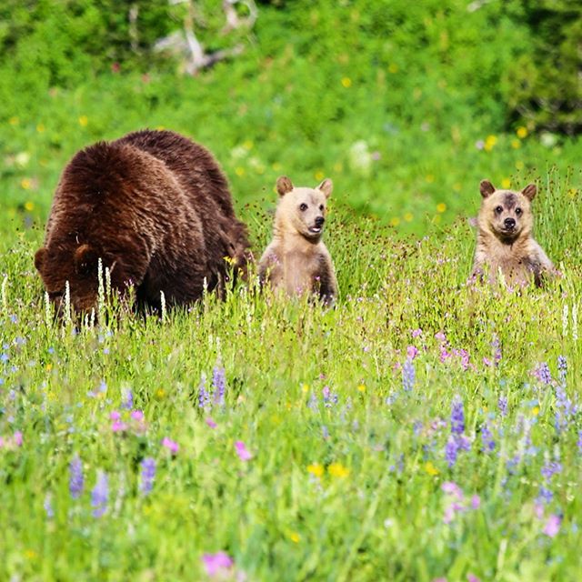 Some of the animals we saw in the extraordinary Yellowstone 🌄 💛🌲
#yellowstonenationalpark #tetonsnationalpark #grizzlybear