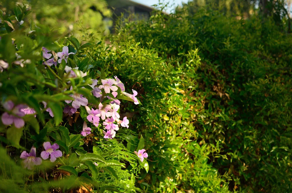 Beautiful Trumpet Flowers in Parkway's Garden.