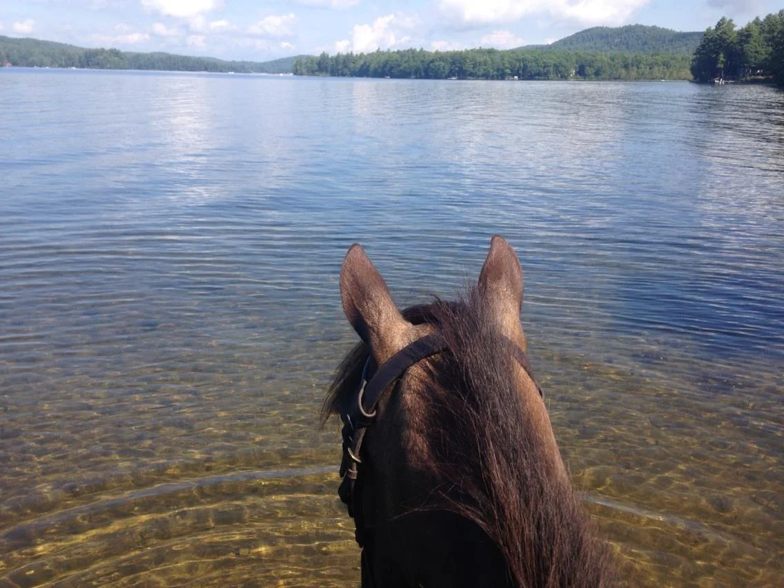 #14 - Horse at lake.jpg