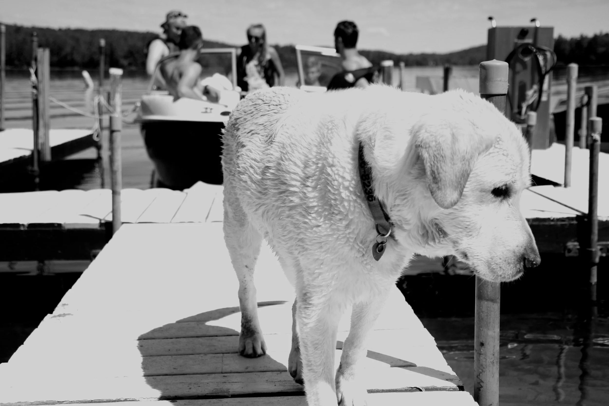 Dog.jpg