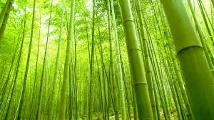 The Law of The Bamboo Tree
