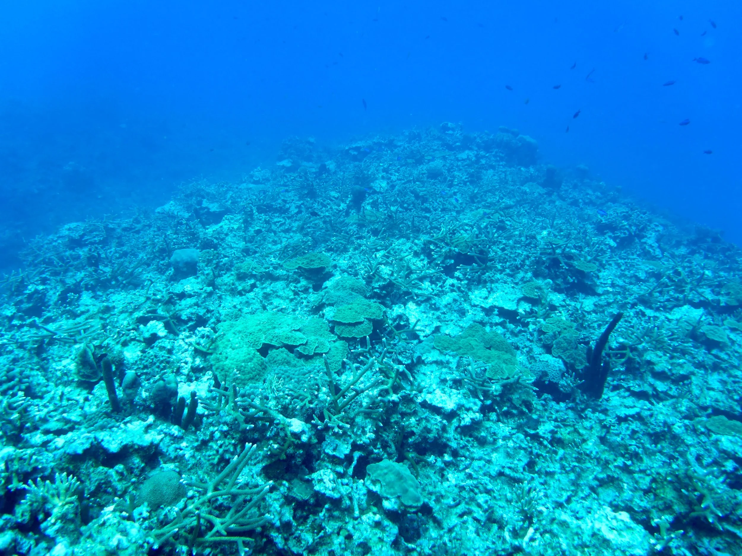 P1000717.jpg