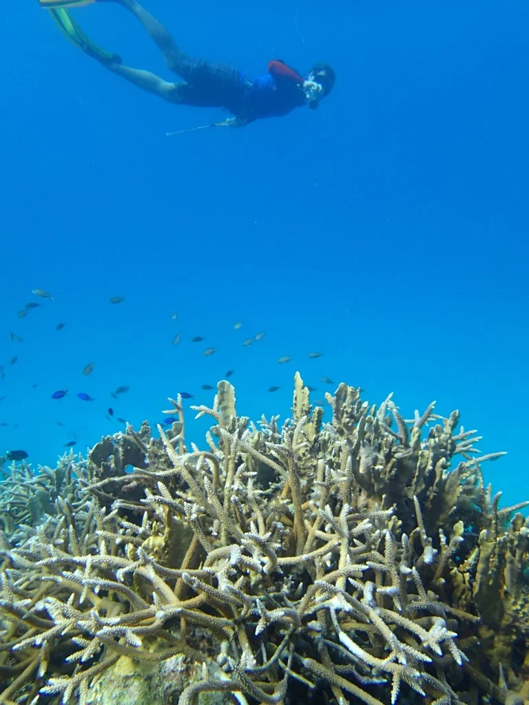 Snorkelling on high-colour, high-value reef
