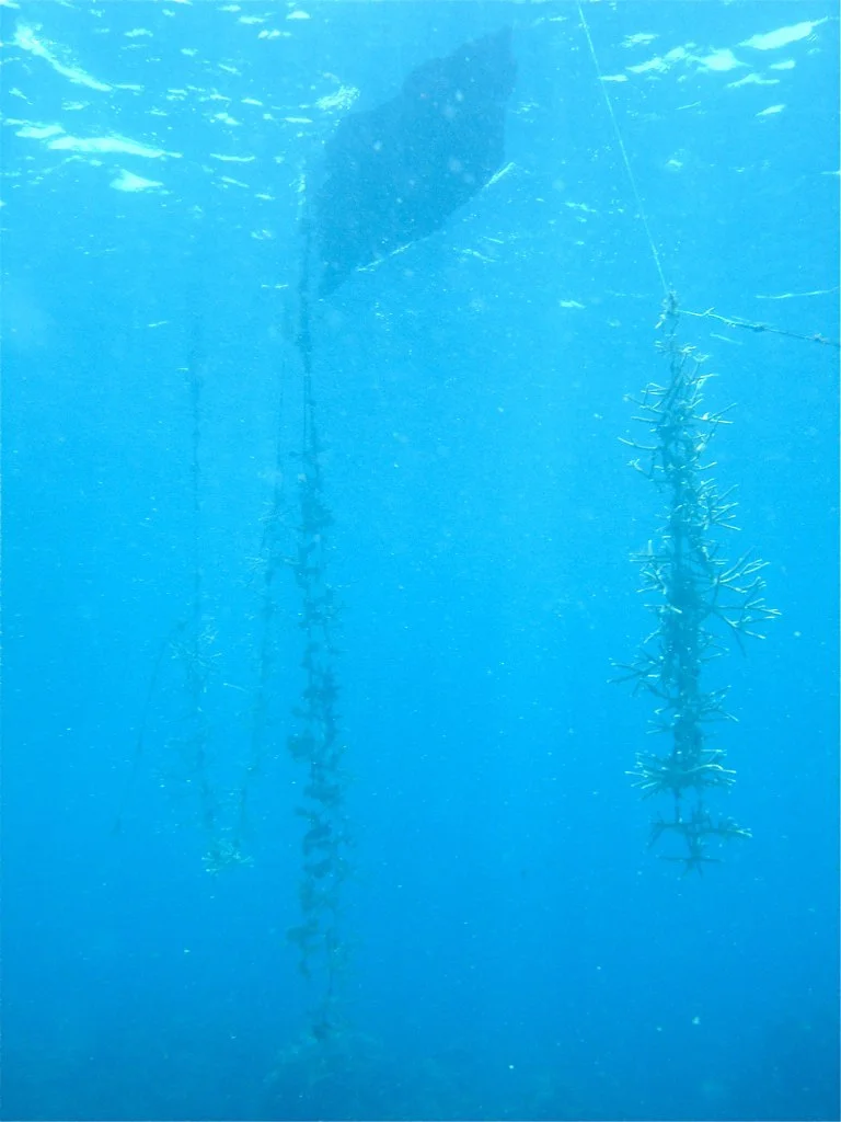Nursery-cultured corals being relocated for planting at Goldeneye