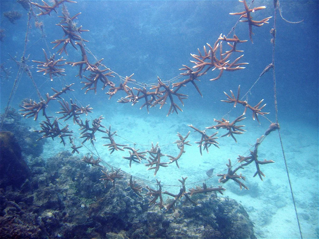 Culturing living coral for reef re-colouring and rehabilitation