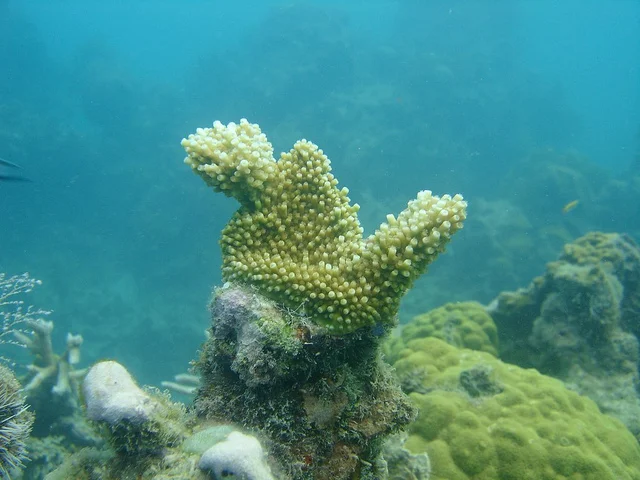 A Elkhorn ( Acropora palmata ) coral out-planted to the reef from nursery culture.