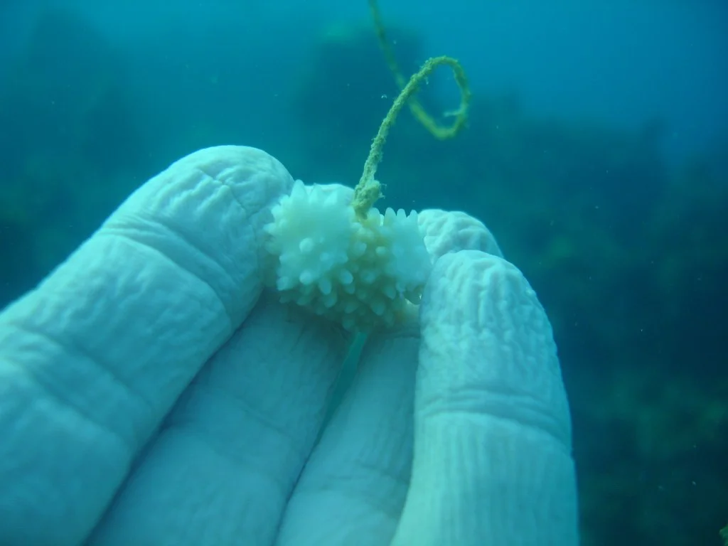 A staghorn (Acropora cervicornis) nubbin in culture, healing from cutting.