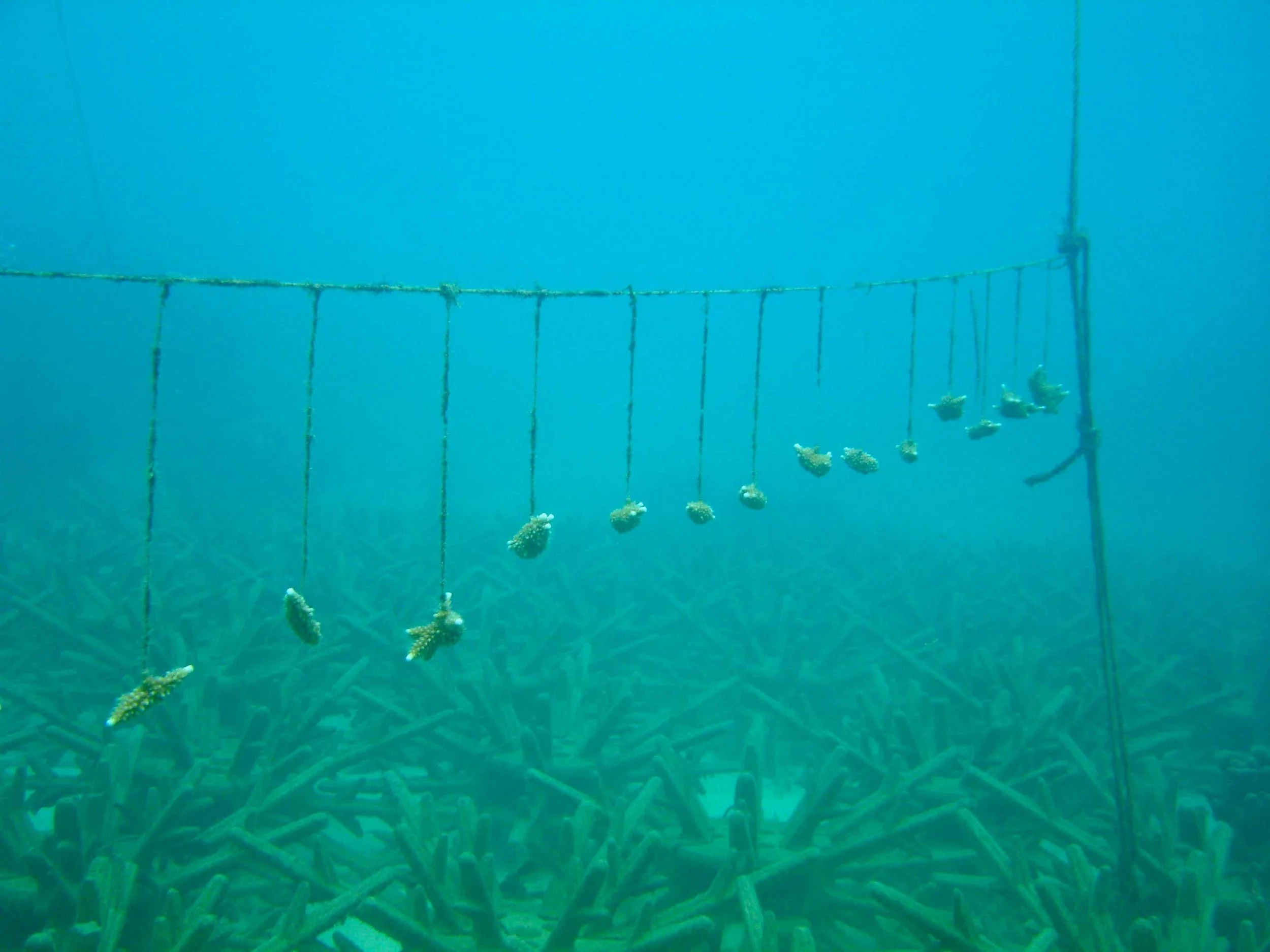 Buoyant drop-line attachment line of staghorn coral ( Acropora cervicornis ) nubbins (N=1000) in head-start for setting to the Ecoreef modules visible beneath. This work was at Discovery Bay, St Anns, Jamaica circa 2012, in collaboration with the Discovery Bay Marine Laboratory and University of the West Indies, as remediation for dredging of the Discovery Bay port.
