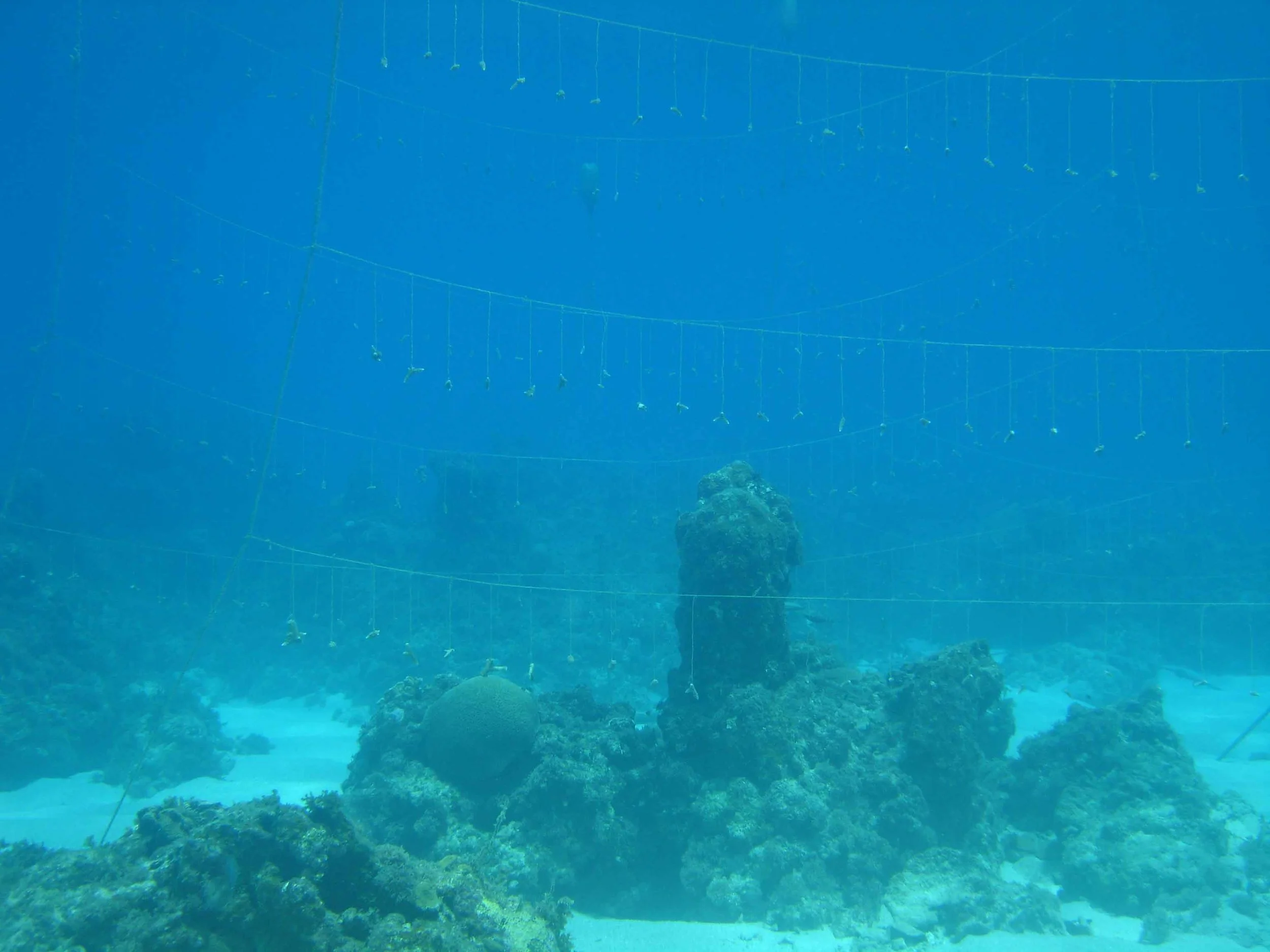 Buoyant drop-line line nurseries of newly-set staghorn coral nubbins ( Acropora cervicornis ) in Negril, Jamaica.