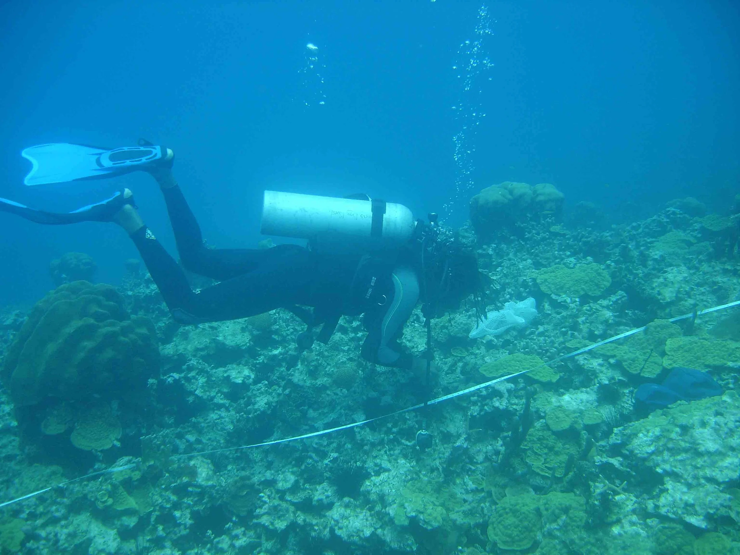 Planting cultured corals along a transect through an urchin-grazed bit of reef in the Oracabessa Bay Fish Sanctuary with the fishers of the Oracabessa Marine Trust. This was the first primary out-plant of this ongoing programme, growing and setting nearly 4000 corals as fish and shellfish nursery habitat.