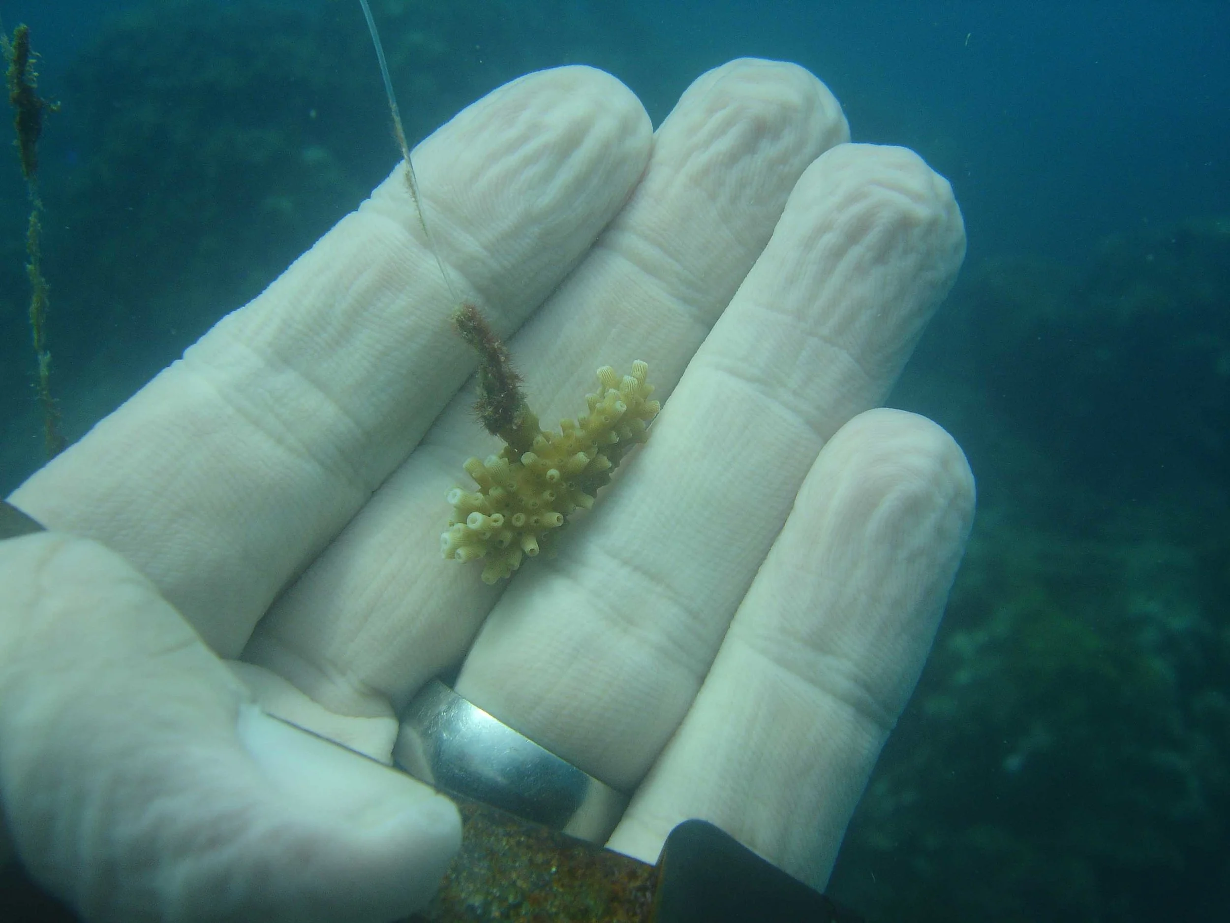Newly healed and starting growing, a nubbin of elkhorn coral (Acropora palmata) nursery-grown in the Oracabessa Bay, St Mary, Jamaica.