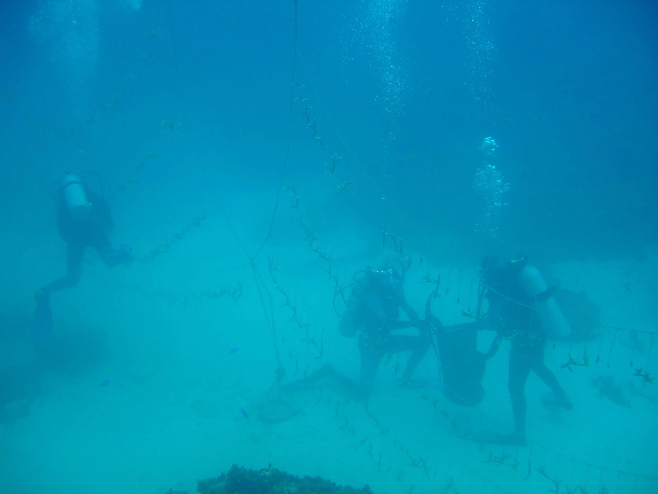 Fisher-Gardeners of the Oracabessa Marine Trust harvesting staghorn ( Acropora cervicornis ) and fused-staghorn ( A. prolifera ) golden branching corals from the buoyant drop-line line nurseries of the Oracabessa Bay Fish Sanctuary, St Mary, Jamaica, right in front of the Goldeney Resort.