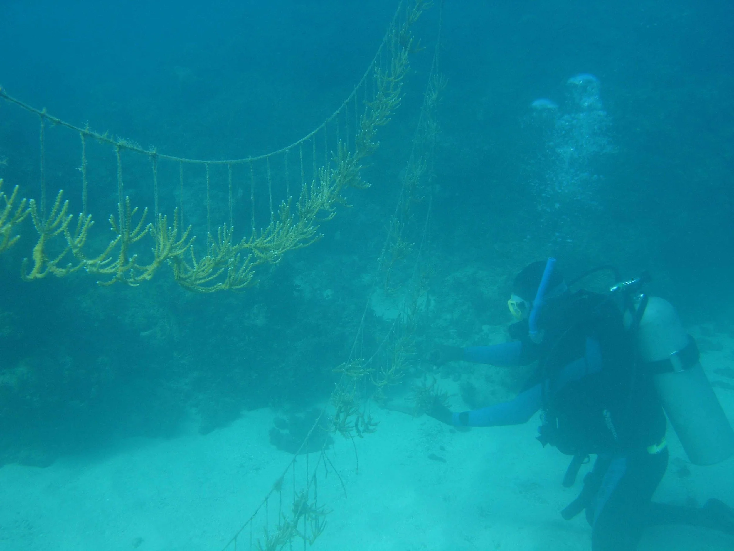 Fisher-gardeners of the Oracabessa Marine Trust making final preparations to the fused-staghorn corals ( Acropora prolifera ) of the nursery prior to planting to the reefs of the Oracabessa Bay Fish Sanctuary.