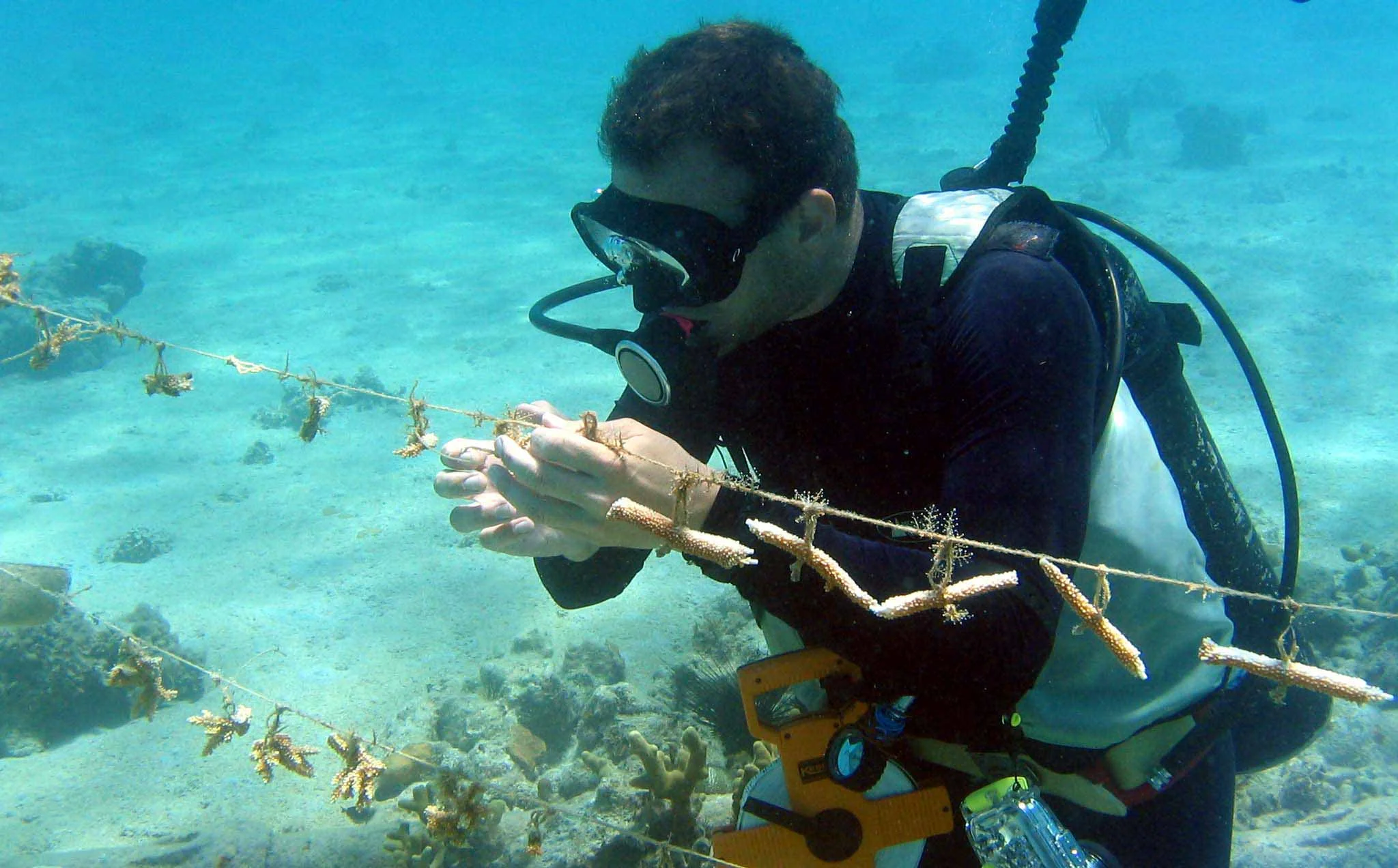Dr Ross cleaning hydroids from one of the first line nursery trials in Montego Bay, Jamaica, in 2005. Both staghorn ( A. cervicornis ) and fused-staghorn ( A. prolifera ) were in this nursery, thought the research focussed on the staghorn lineages.