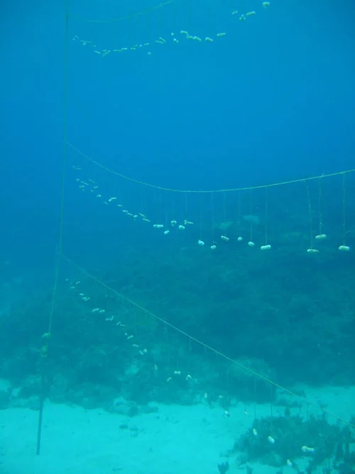 Freshly-set two-hundred isolate buoyant drop-line attachment nursery systems of staghorn coral ( Acropora cervicornis ) at the Goldeney Resort and Oracabessa Bay Fish Sanctuary, St Mary, Jamaica, circa 2010.