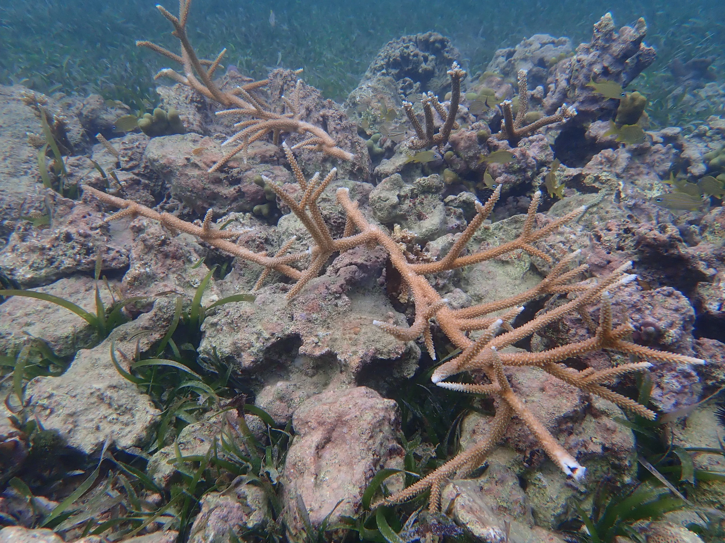 A large staghorn coral ( Acropora cervicornis ) as a “supercolony” of previously cultured branches fused into a single vertical coral in the Round Hill Resort and Villas’ Reef Garden . This technique enhances the sexual reproductive potential of these temperature-tolerant coral lineages, and also provides a rapid out-planting option in a self-planting “set and forget” system.
