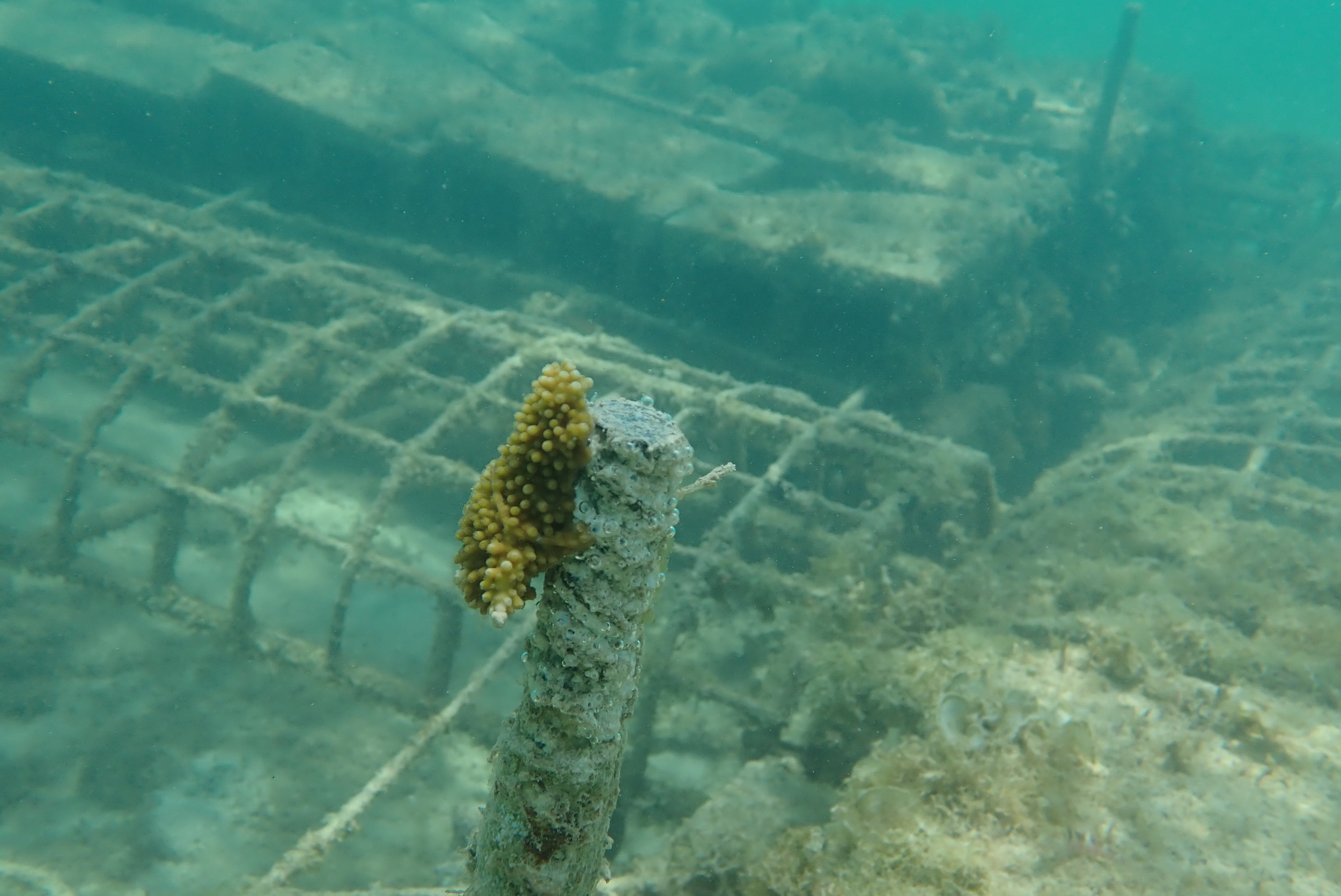  A horizontal FUCA nursery cultured elkhorn coral ( Acropora palmata ) set to electrified steel artificial reef structure at the Royalton Negril Resort in Bloody-Bay, Negril, Jamaica. This structure was provided by Smith Warner Ltd’s coastal engineer