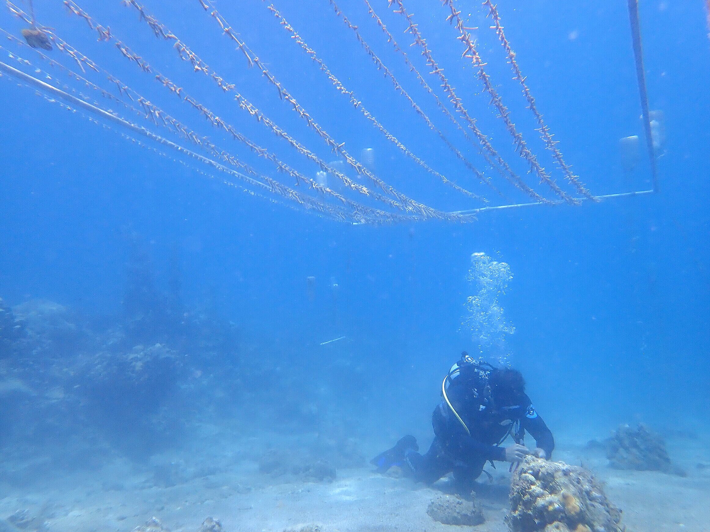 Novel coral nursery for large numbers of elkhorn-type species &amp; ecosystem services /