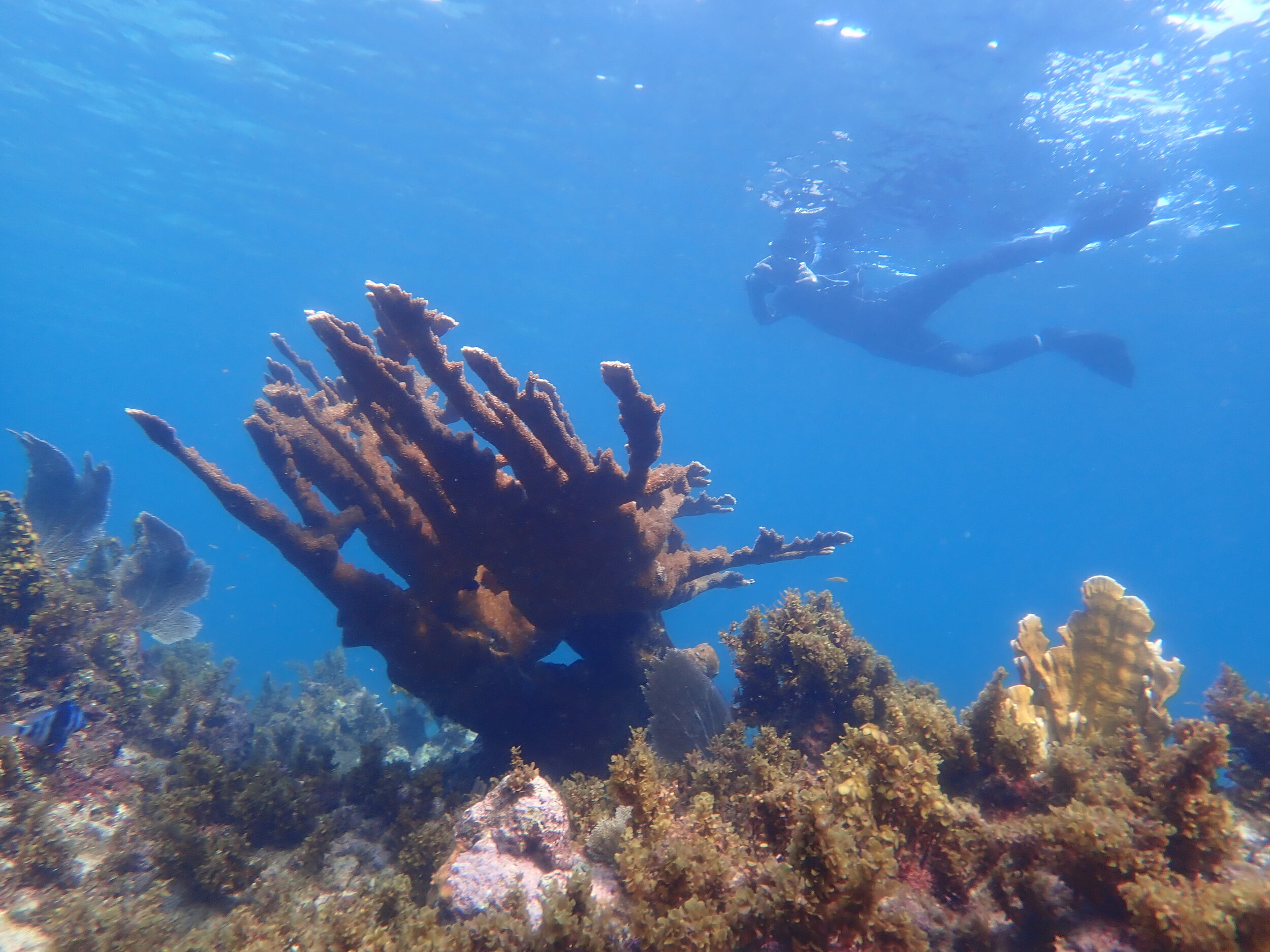 Large coastal defensive elkhorn corals at Sandy Bay, Hanover, Jamaica