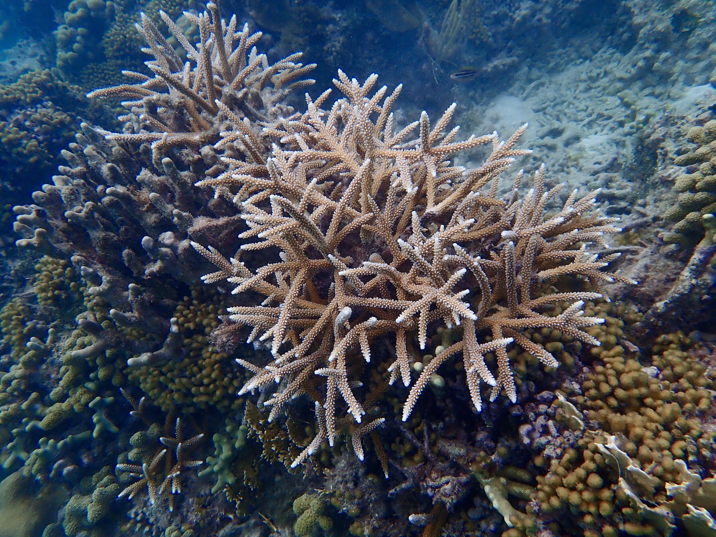 Staghorn colony, temperature tolerant fish/shellfish nursery species at Doctor's Cave Bathing Beach Club, Montego Bay, Jamaica