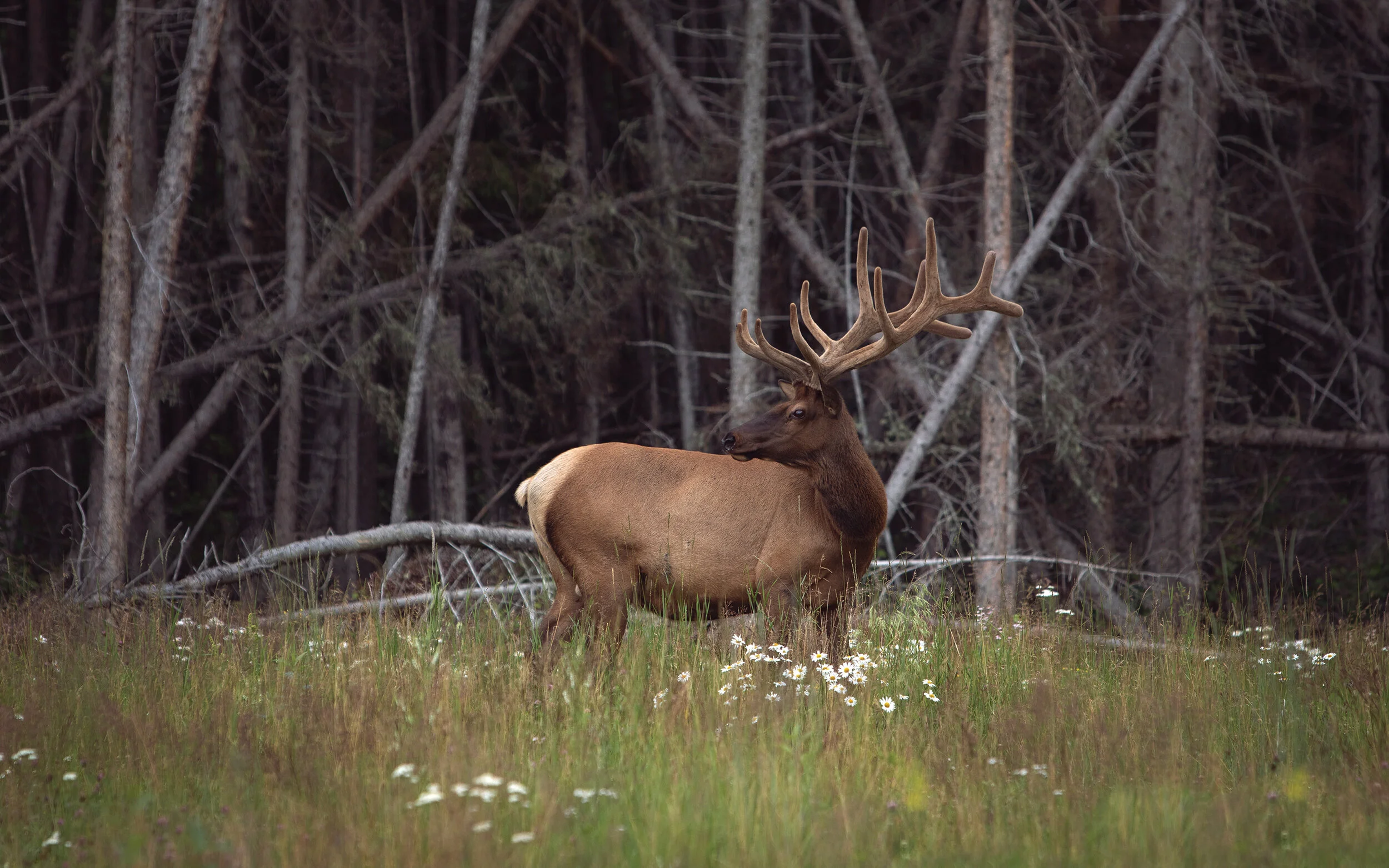 Trustin Timber - TourismSask-Elk copy.jpg