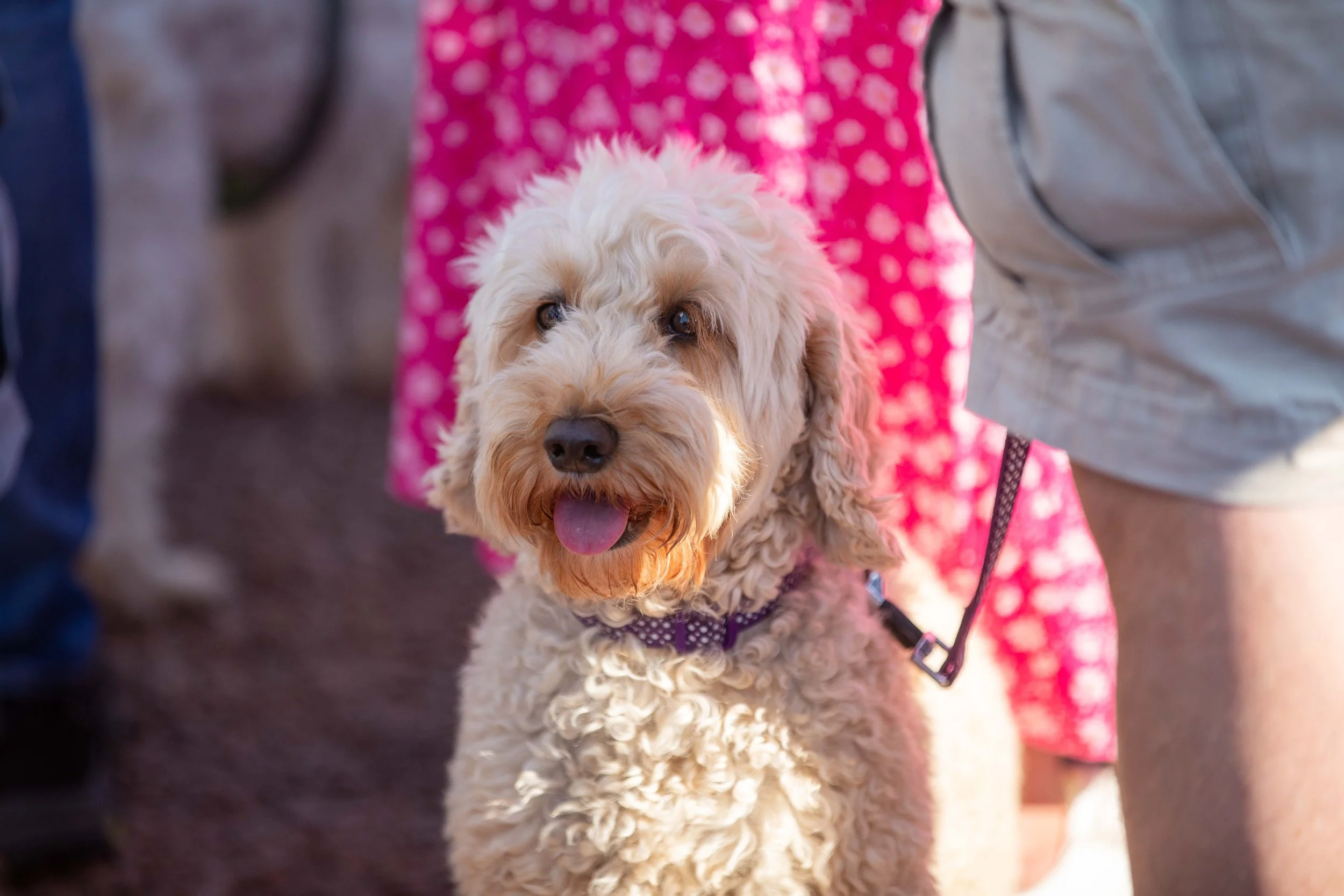 Hops in the garden 2023-39.jpg