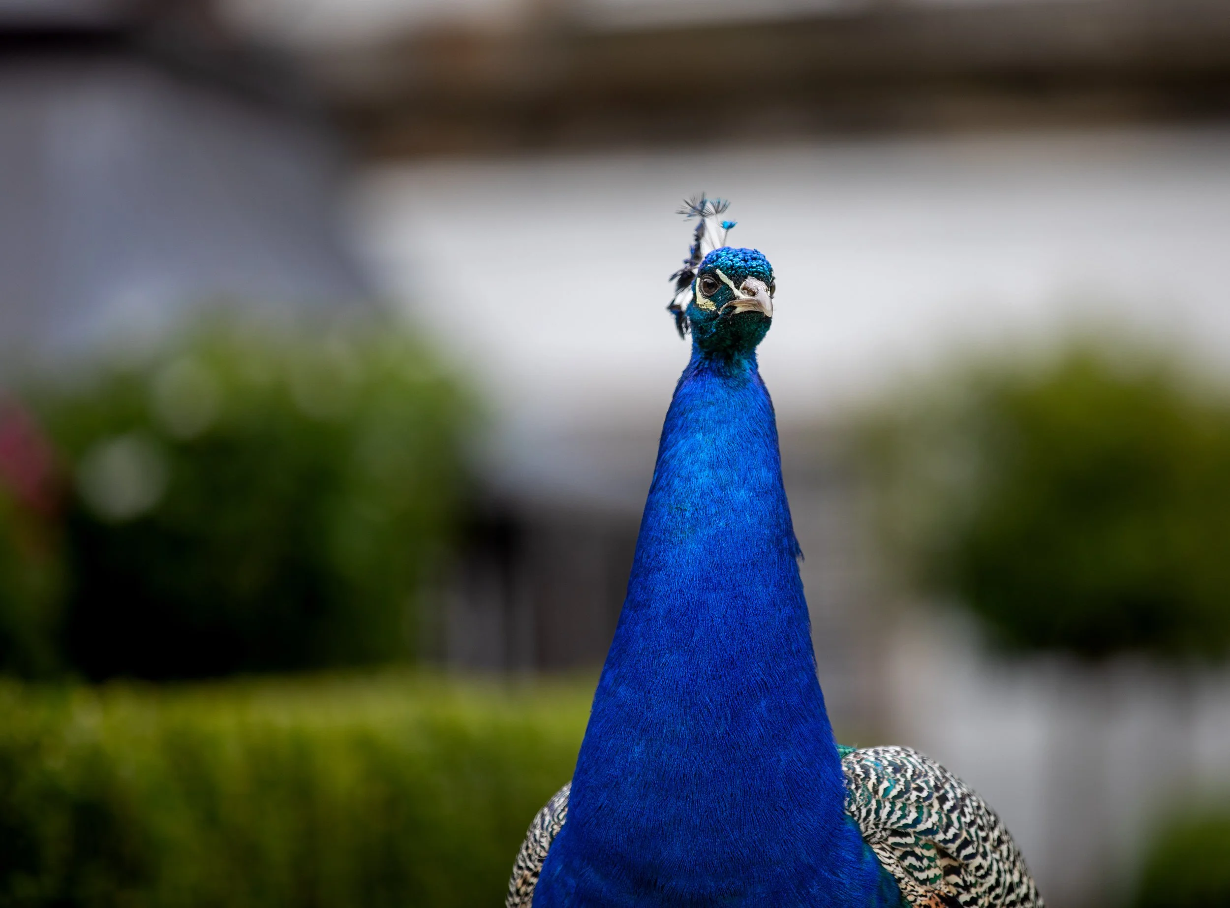 2024 BigAscotBash-200.jpg