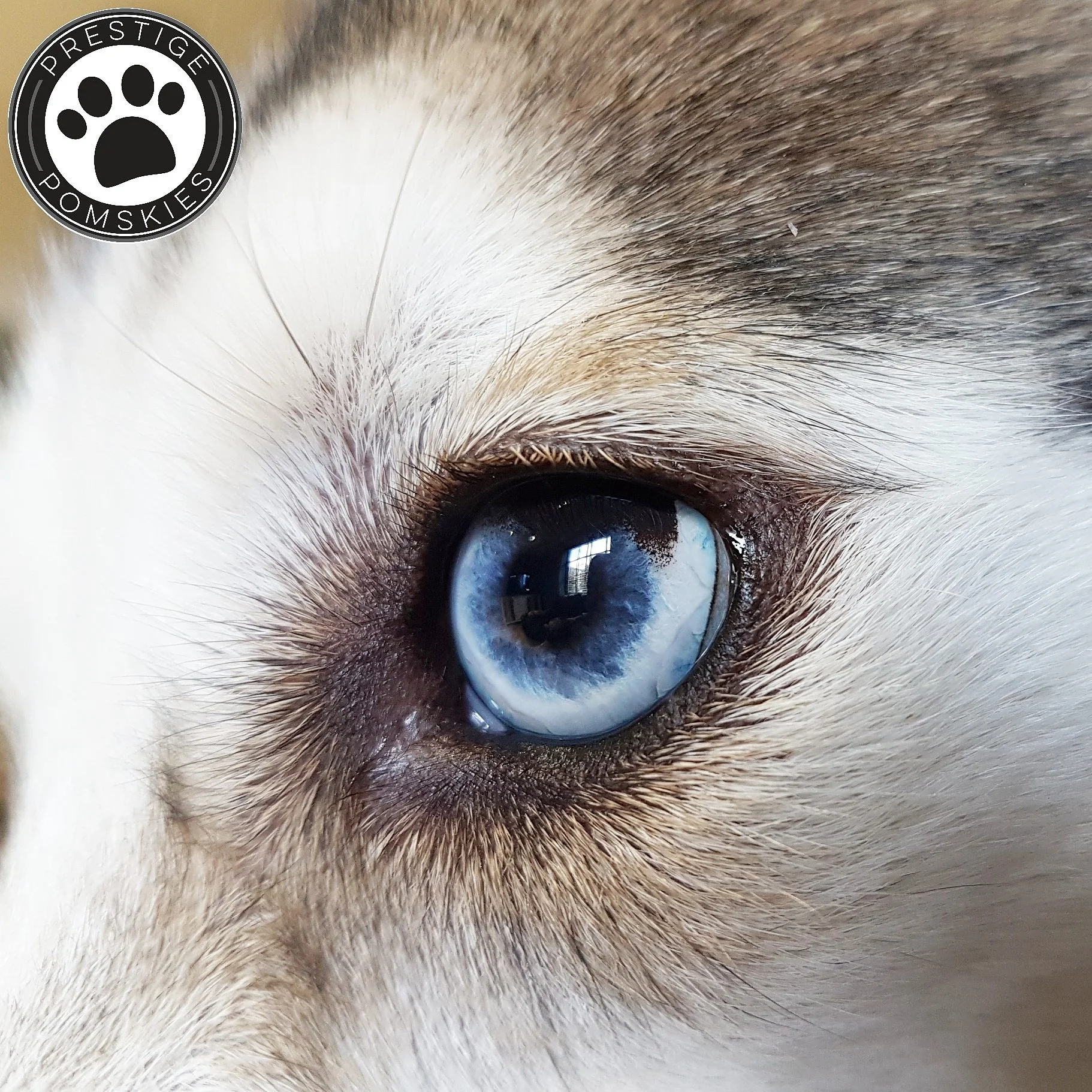 Parti eyed Pomsky Puppy