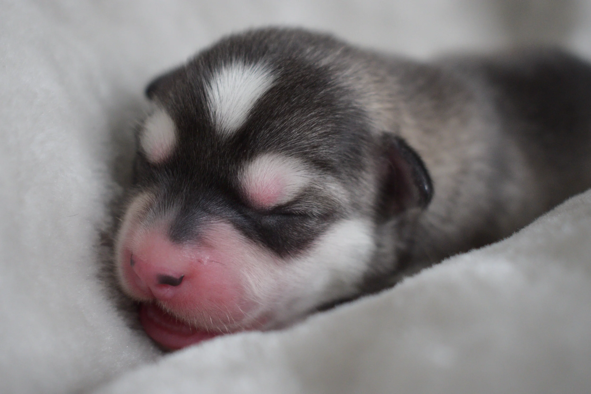 Husky Marked Grey Pomsky Puppy UK Prestige Pomskies