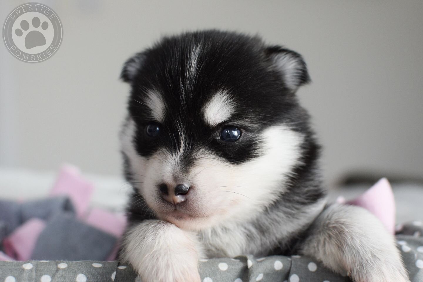 One of these little floofs could be seeing in the new year with you 🥰

We may have one puppy available from this litter looking for their forever home.

We will be doing matching visits starting from this coming weekend, if you're interested in seei