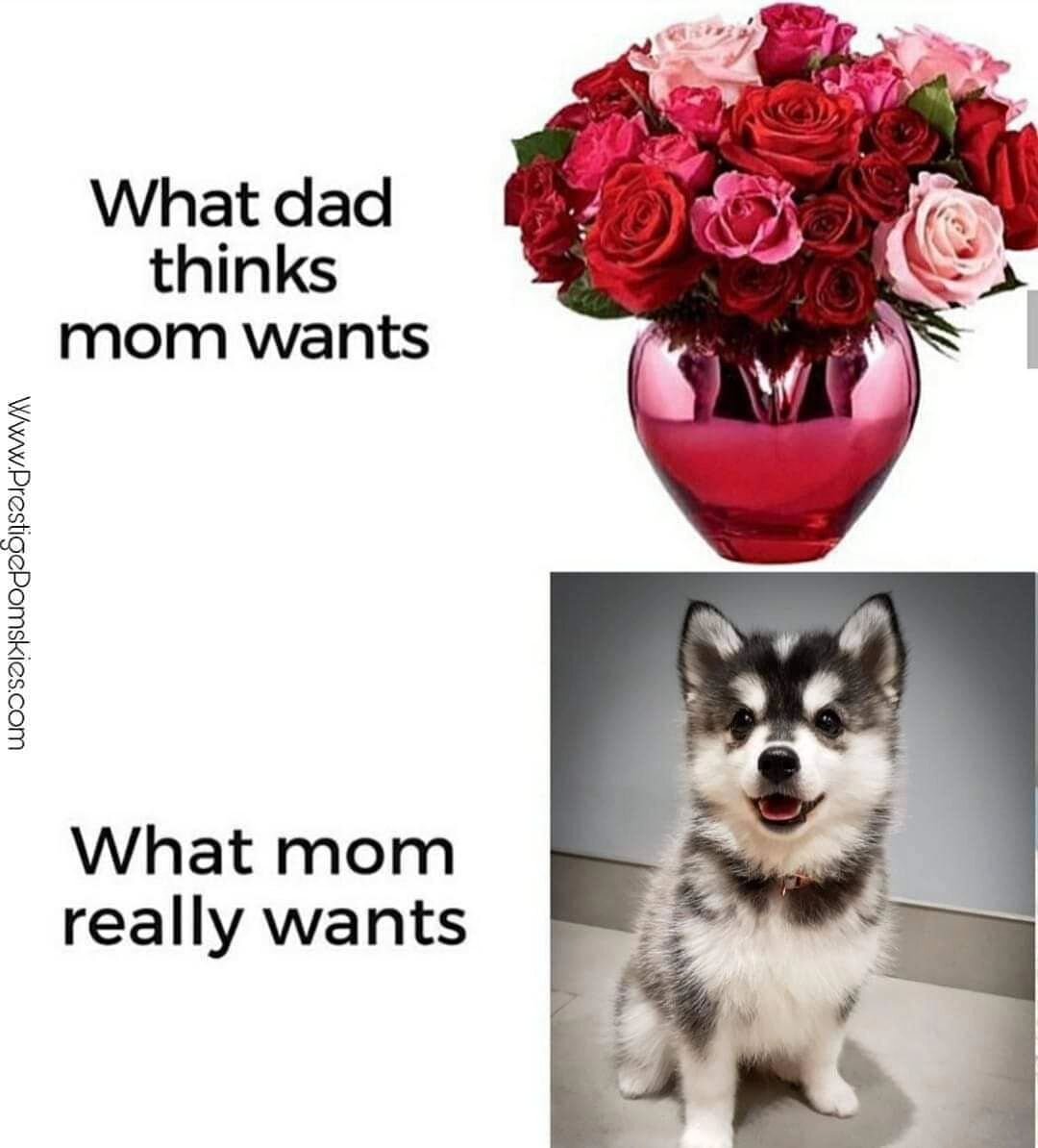 What did you get for Valentines? 😍 ▪️

❤ Www.PrestigePomskies.com ❤

▪️ #pomsky #husky #puppylove #picoftheday #pomskyunlimited #dog&nbsp; #siberianhusky #minihusky #huskies #pomskylove #pomskies #happy #cute #prestigepomskies #ukpomsky #pomskypuppi