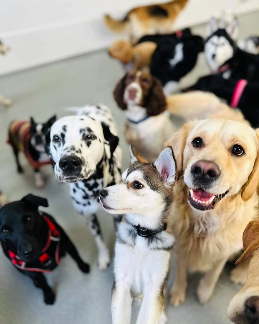 Absolutely loving these pics of @kyra.the.pomsky  on her first day at daycare @thedawghousedaycareandboarding 

▪️
❤ Www.PrestigePomskies.com ❤
▪️

#pomsky #husky #puppylove #picoftheday #pomskyunlimited #dog&nbsp; #siberianhusky #minihusky #huskies 