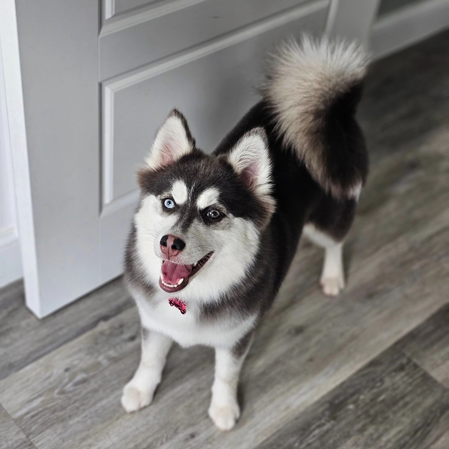 💫 So fresh &amp; So clean 💫

A trip to the groomers this morning for Indy while she's losing her puppy coat, look at that gorgeous floofy tail! Thanks to @pawshighpeak 

Swipe for the fun pics 😂

▪️
❤ Www.PrestigePomskies.com ❤
▪️

#pomsky #husky 