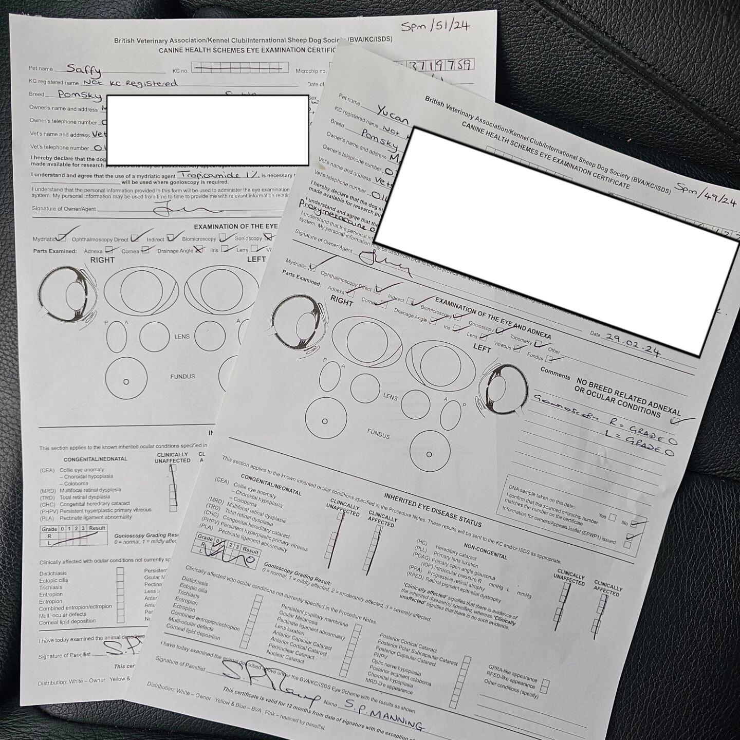 BVA eye tests for Yukon and Saffy passed with flying colours as expected....

Which means 2024 breeding plans are confirmed... scroll right for a peek 👀 

Cookie &amp; Yukon will be paired imminently for some stunning standard sized puppies with the