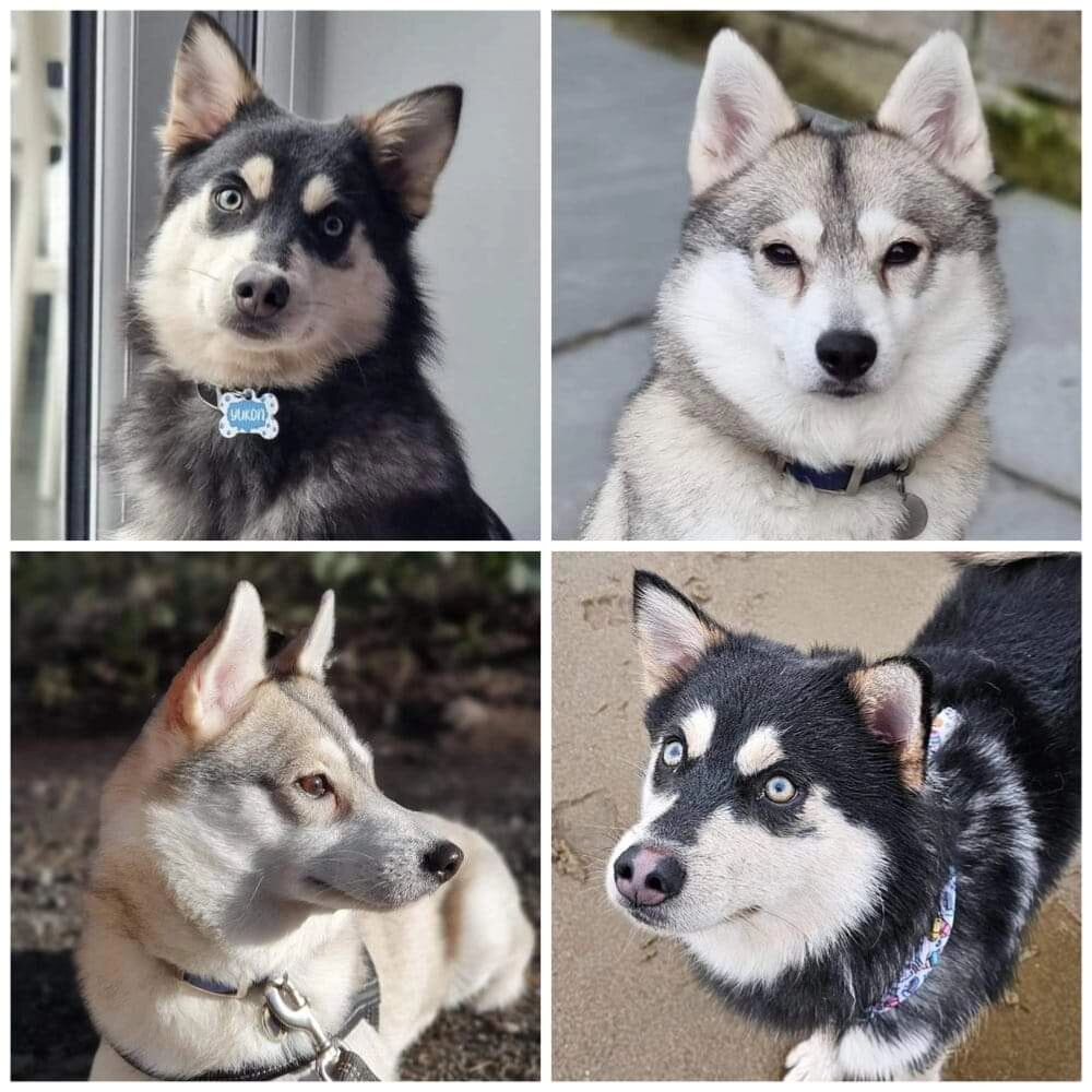 🌟 CONFIRMED MATING 🌟

We are super excited to announce we have a confirmed mating between Cookie &amp; Yukon.

What better day to announce this than Mothers day! 🐺

We will be scanning to confirm Pregnancy early April, with puppies expected to arr