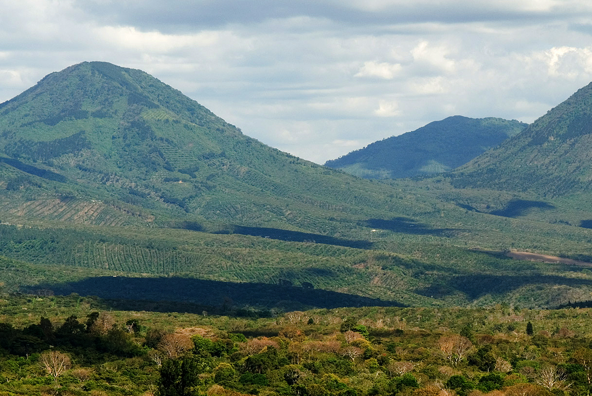 Coffee Farming