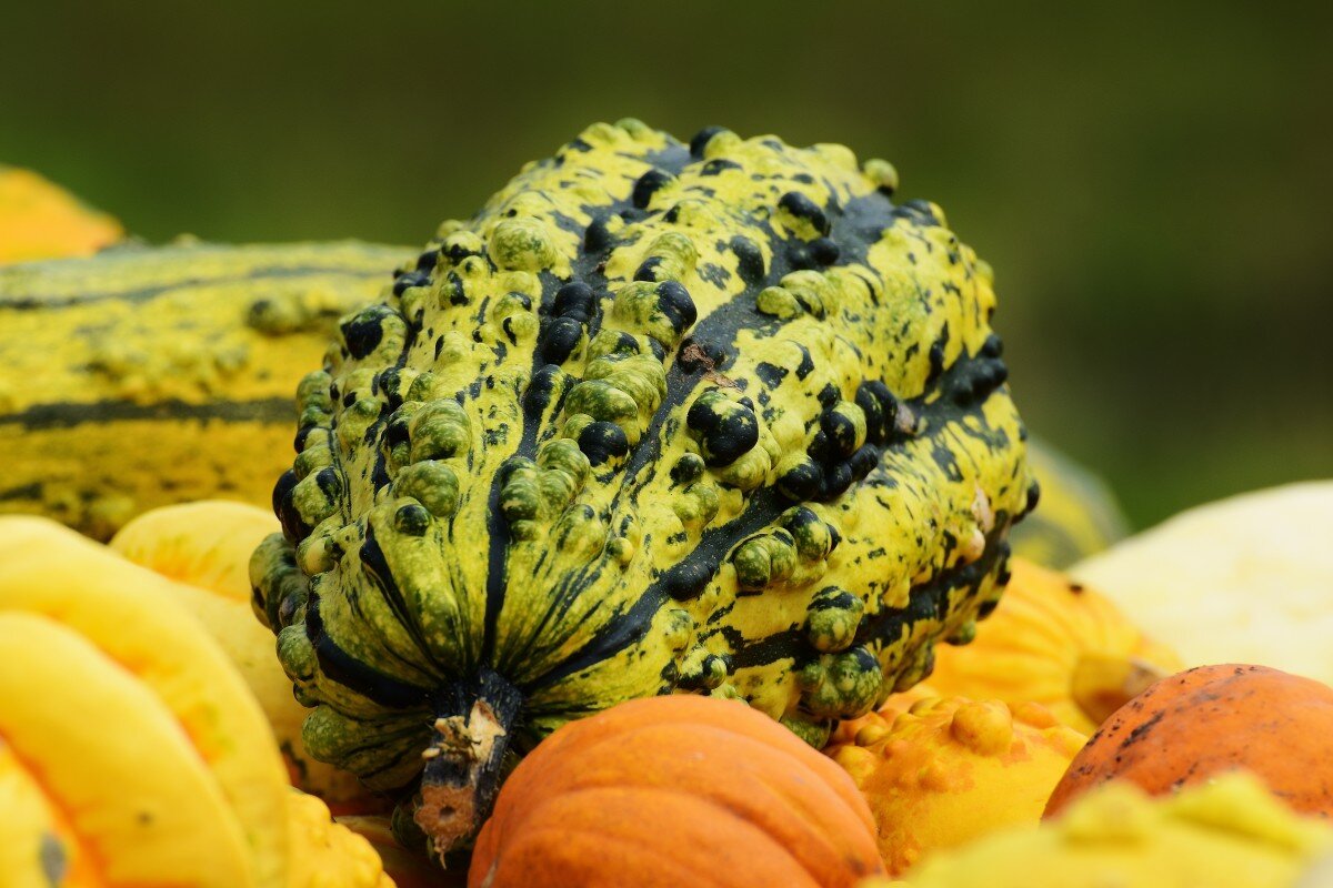 Halloween 2020 Ideas Pumpkins of different shapes and sizes